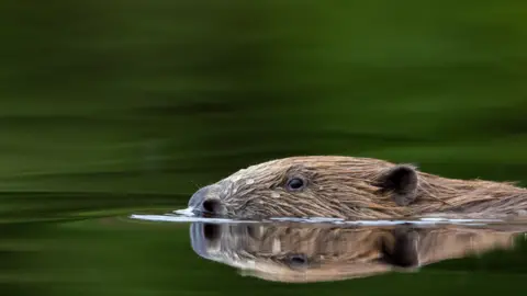 Cumbria Connect A beaver is swimming in the water. Just his head is visible but it is perfectly reflected in the water 