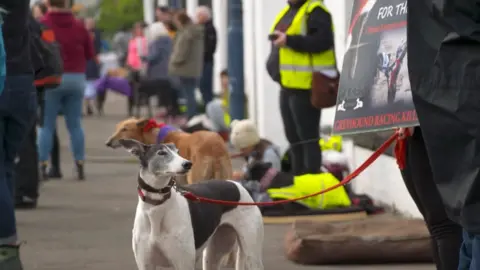 BBC Greyhounds with campaigners