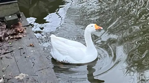 A white goose is gliding along a waterway near some wooden decking. There is part of a hosepipe on the deck and lots of old leaves and debris.