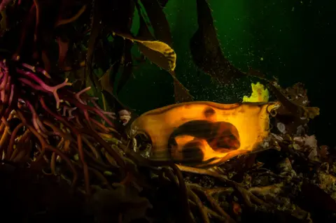 Ralph Pace Egg case of a swell shark anchored to giant kelp on the seabed, lit by green underwater light.
