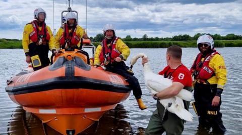 A lifeboat team in an orange boat with one man holding the swan as they take it from the water