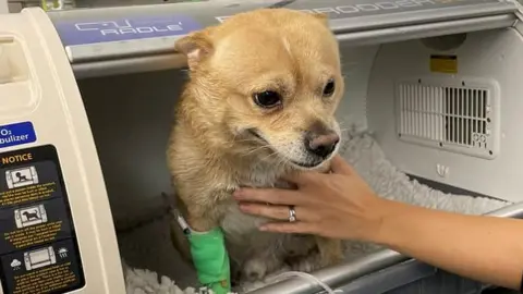 Nottinghamshire Fire and Rescue Buddy undergoing treatment