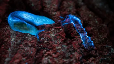 David Atthowe/Reveal Nature A green cellar slug under a UV light. The slug glows bright blue and leaves a shiny trail of silvery blue behind it.