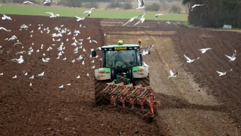 PA A green tractor ploughing a field of soil surrounded by seagulls
