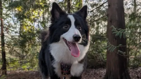 Jessica Huntley A black-and-white dog standing on a tree stump in a wood. She has her tongue stuck out.