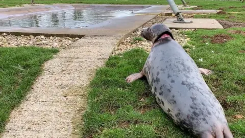 RSPCA The seal moves to an open-air pool