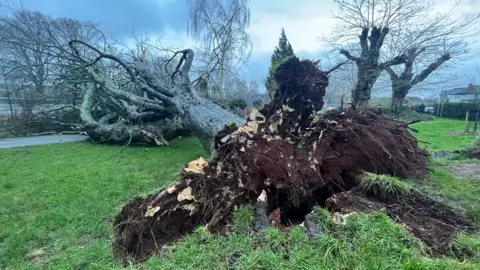 A tree down in Exeter.