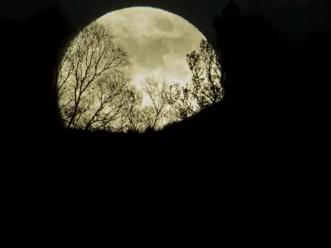 Annette McGuigan A large, bright full moon rises behind the silhouettes of bare tree branches at night.
