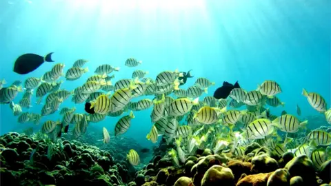 Getty Images Fish in a reef in Hawaii