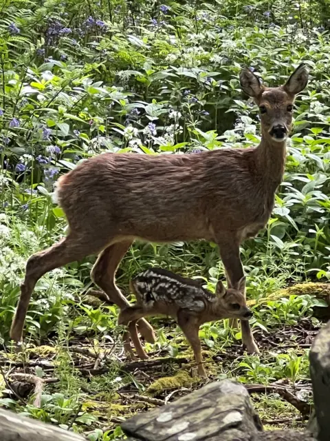 Carol Cameron Adult deer standing in a leafy woodland clearing beside a young fawn. The animals are surrounded by dense green foliage and wild plants.