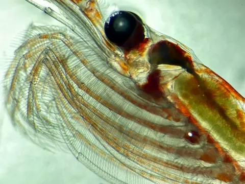 Prof Daniel J Mayor @oceanplankton A close-up of Antarctic krill, Euphausia superba, showing its specialised front limbs (the ‘feeding basket’) that help them harvest microscopic phytoplankton (algae) from the water. Its green gut demonstrates their effectiveness. It has orange patches in his body and front legs, with a large black eye at the top of its body.