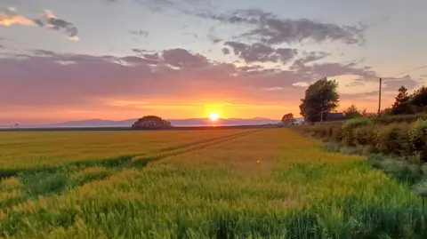 A field of tall green wheat grass. In the distance the silhouette of mountains are lit up by an orange sunrise. 