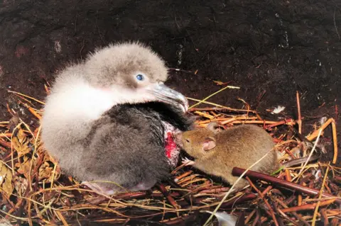 RSPB An albatross chick is attacked by a mouse on the Island of Gough in the South Atlantic.