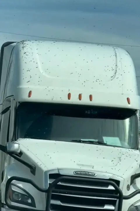Whatcom County Sheriff's Office A white lorry covered with bees on its bonnet and roof