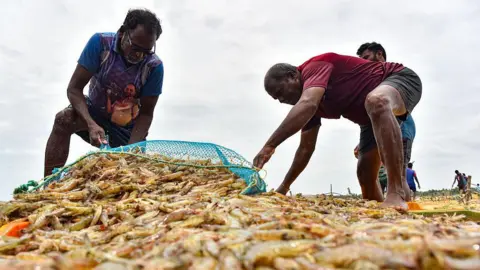 NurPhoto via Getty Images The photo shows tonnes of freshly caught shrimp lying on the ground. Two workers are bending down and packing them into sacks. The photo was taken at a shrimp farm in Andhra Pradesh, India, on 8 August 2025.