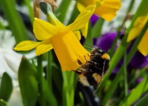 Darren Wheeler Bumblebee collecting pollen from a bright yellow daffodil, with blurred green stems and purple flowers in the background