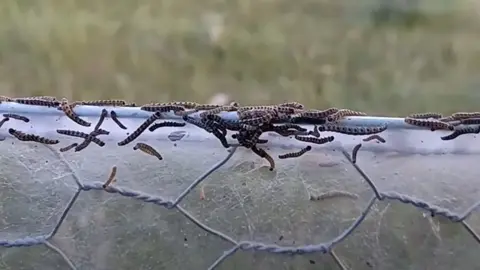 Jonathan Orland Likely Ermine moth caterpillars