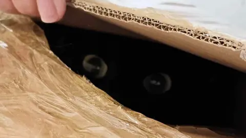 Ferne Animal Sanctuary Box containing cats