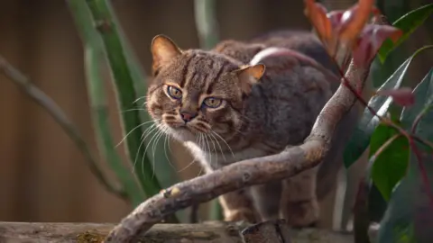 The Big Cat Sanctuary Kuda the Rusty-Spotted Cat in his  new habitat at The Big Cat Sanctuary in Smarden