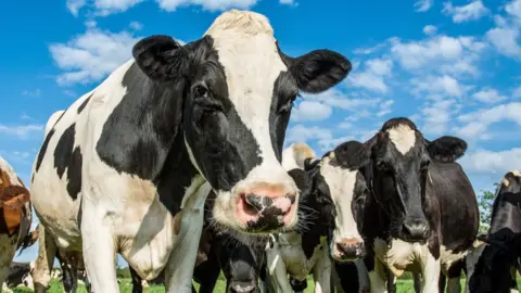 Getty Images Cows