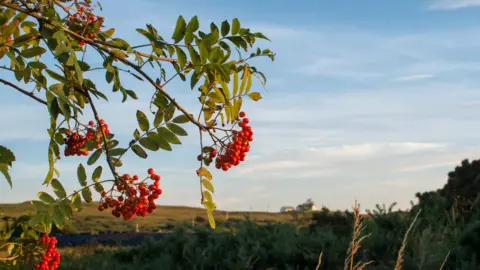 BBC Mountain Ash/Rowan tree