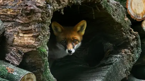 Getty Images Red fox