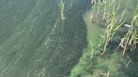 Broads Authority Blue-green algae on waterway