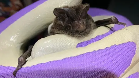 Dr Charlotte Packman A bat