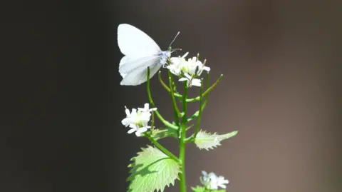 Randy Bodecins, a butterfly in Western Virginia floats on a group of small white flowers. The butterfly features sensitive white suites with a faded hint of visible veins. The plant contains bright, serrated green leaves and slender stem. The background is unclear, which creates a smooth contradiction with the butterfly and the concentrated plant sharply. 