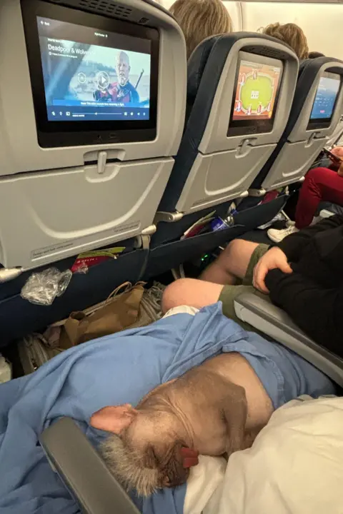 Holly Middleton Peggy is asleep on a plane seat with her tongue hanging out her mouth. She is lying on a blue blanket. The seat in front of her has an inbuilt TV screen showing a scene from the Deadpool & Wolverine film.