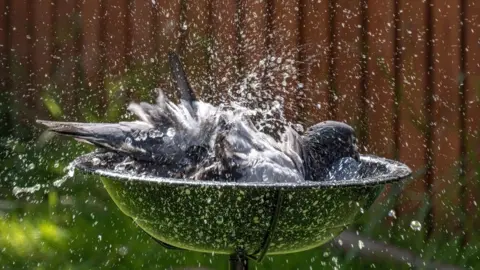 A bird splashing water in a bird bath