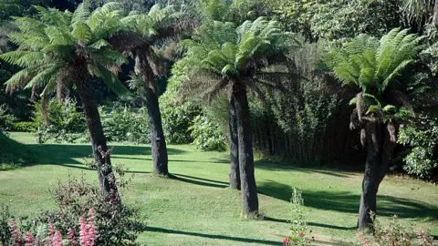 Logan Botanic Garden Trees