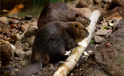 Getty Images Beavers