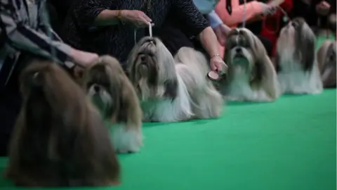 Hannah McKay/Reuters Shih Tzus being judged at Crufts