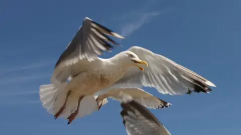 Gulls