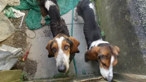 RSPCA Emaciated hounds