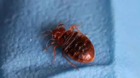 Reuters A bedbug