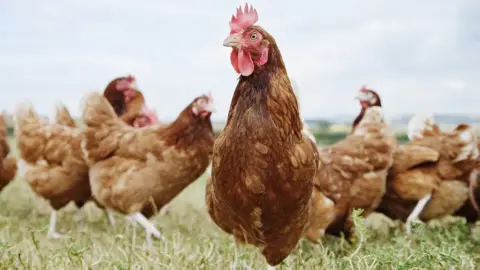 Getty Images Chickens in a field