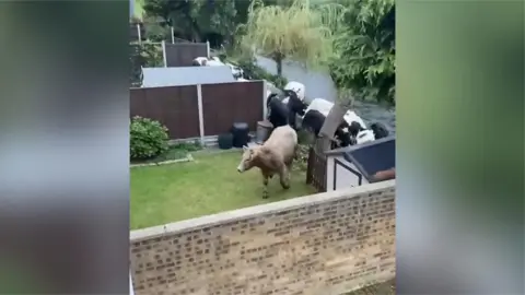 Bullocks entering a garden in Biggleswade