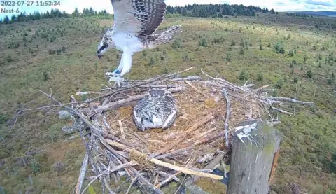 Forestry England/PA Wire Osprey chick