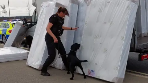 Suffolk Constabulary Policewoman and sniffer dog searching a truck of mattresses