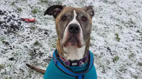 RSPCA Tess, an eight year old mastiff cross with white and brindle fur and wearing a turquoise coat, looks into the camera while sitting on a snow-covered field. 