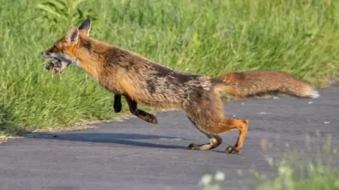 fox