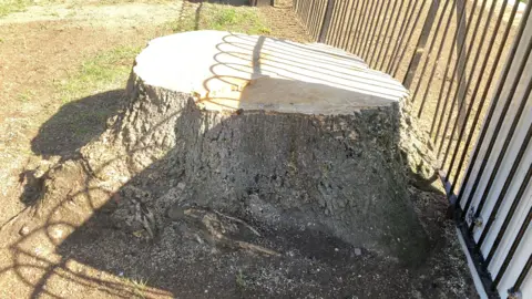 Alex Pope/BBC A large tree stump, with a black railing to the right. The tree has been cut down. 
