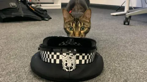 Caroline Oakes Tilly the cat with police hat