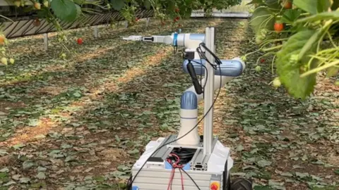 A white and blue robot sits on a grassy surface, and there are green plants with red strawberries hanging from them