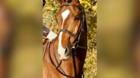 A brown horse on a blurred background