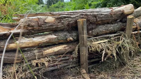 Charlie Stubbs / BBC There is a dam. There is four logs on top of each other on the side, and two pillars hammered into the ground to hold them up. The bark is flaking showing some of the underneath of the tree. There is also lots of straw-like grass pointing out.
