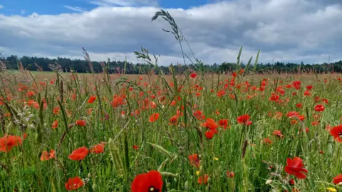James Lawrence Poppies in a field