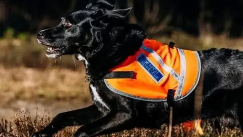 Paddy running on a field. He is wearing a hi viz harness branded with the rescue.